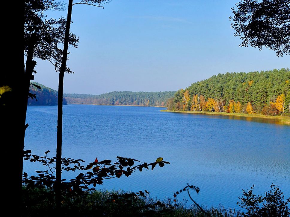 Blick durch die Bäume auf den Roofensee, im Hintergrund Wald.