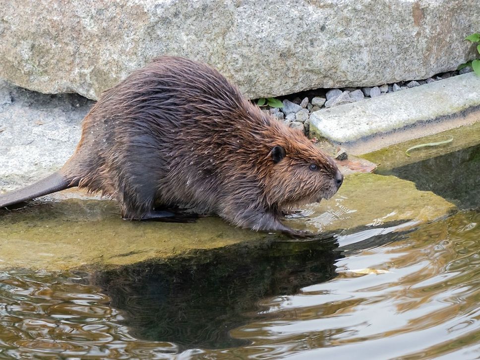 Ein Biber am Wasser.