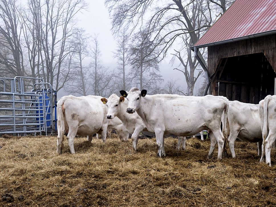 Schwedische Rinder mit weißer Fellfarbe.