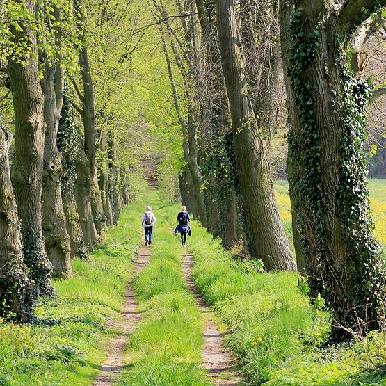 Zwei Wanderer laufen eine Allee entlang.