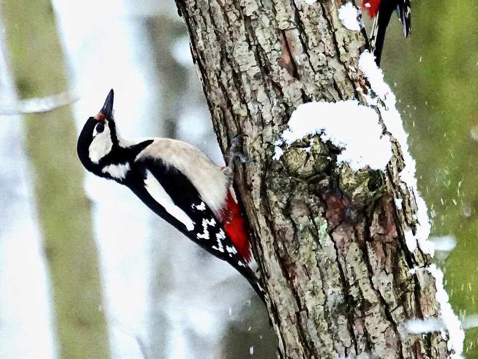 Vögel an einem Baum, der noch leicht mit Schnee bedeckt ist.