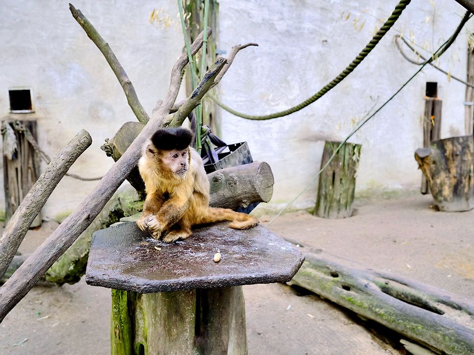 Kapuzineraffe im Tierpark Wolgast