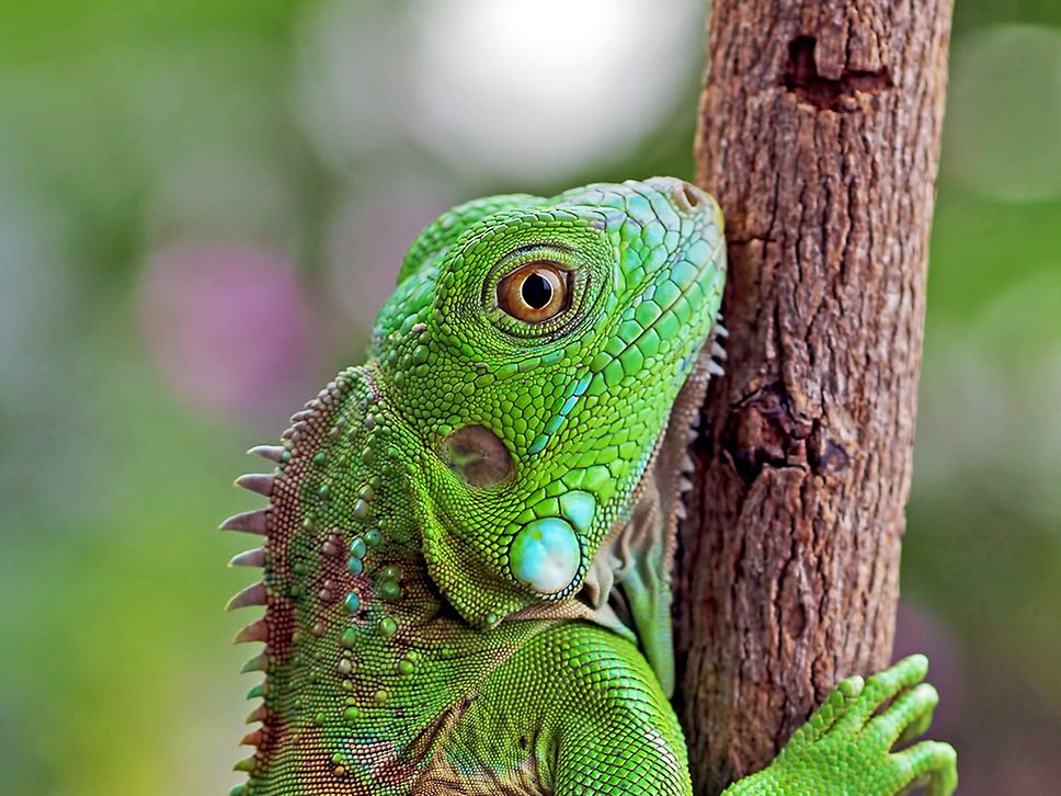 Ein grüner Leguan klettert einen Stamm hoch.