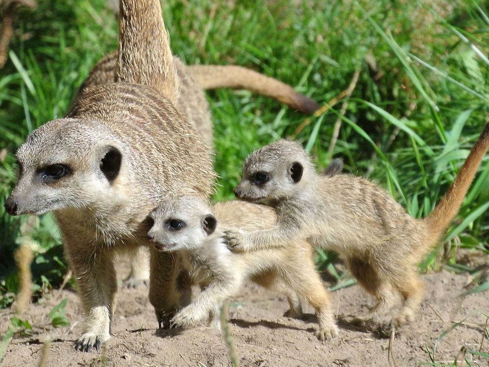 Ein großes und zwei kleine Erdmännchen tollen herum.