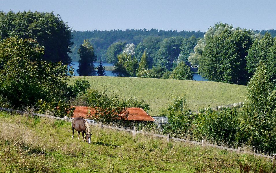 Blick über Wiesen und Wälder hinweg auf den Wolletzsee, im Vordergrund grast ein braunes Pferd