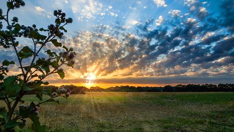 Sonnenuntergang vor einer Wiese