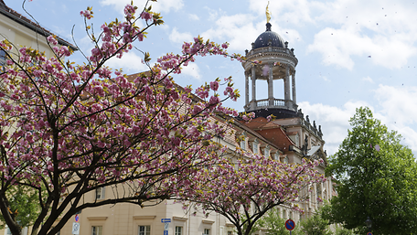 Blick auf ein historisches Gebäude in der Potsdamer Innenstadt. Im Vordergrund stehen blühende Obstbäume.