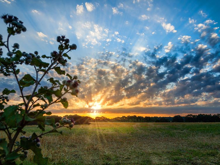 Sonnenuntergang vor einer Wiese