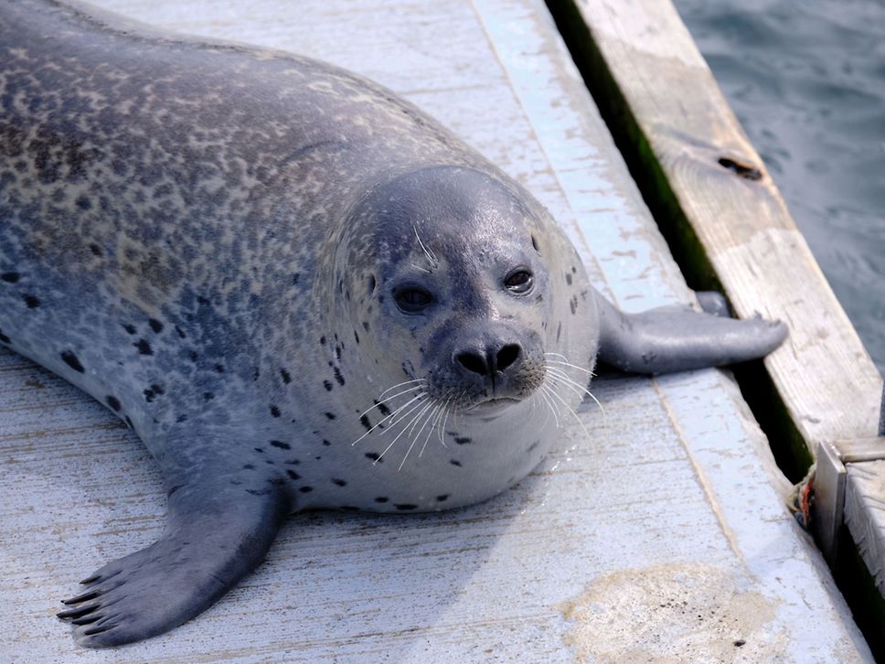 Nahaufnahme einer Robbe.