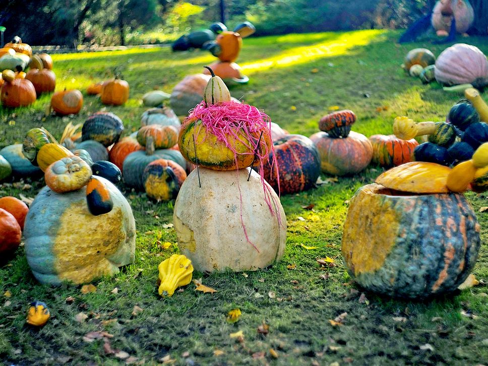 Figuren aus bunten Zierkürbissen stehen auf einer grünen Wiese.