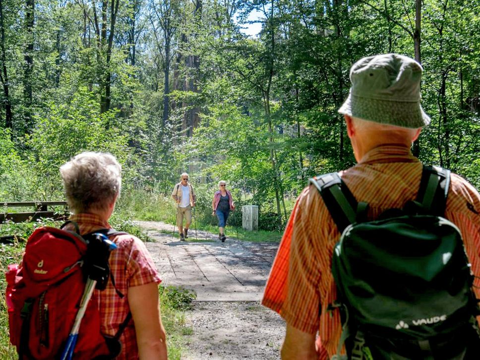 Zwei Wanderer im Wald sind von hinten zu sehen.