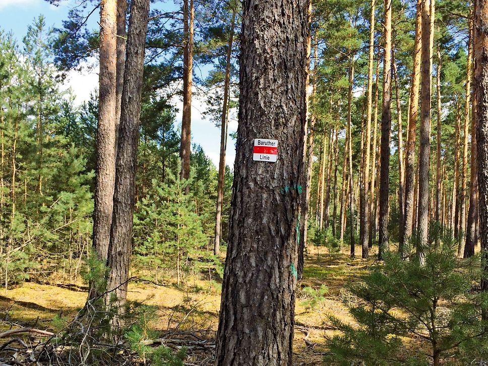 Blick in einen Wald. An einem Baum ein Wegweiser mit roter Linie auf weißem Grund.