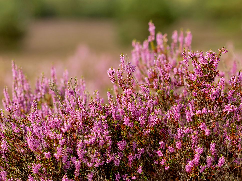 Blühende Besenheide