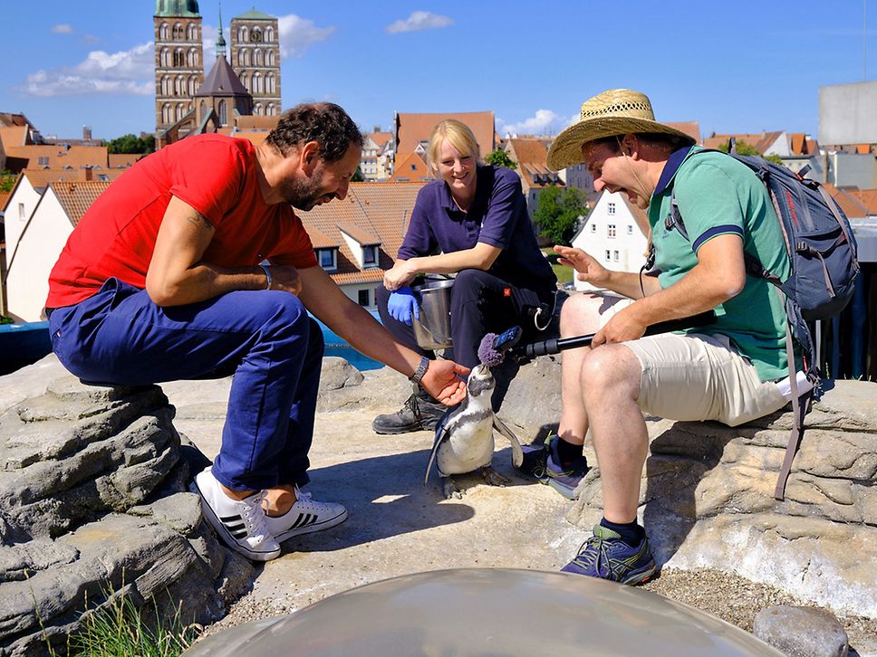 Die Podcaster Ingo und René sitzen mit einer Mitarbeiterin des Ozeanums zusammen und streicheln einen Pinguin.
