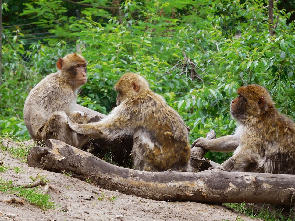 Berberaffenfamilie im Tierpark Ueckermünde.