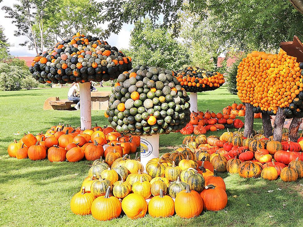 Kunstvoll drapierte Kürbisse, die aussehen wie Pilze.